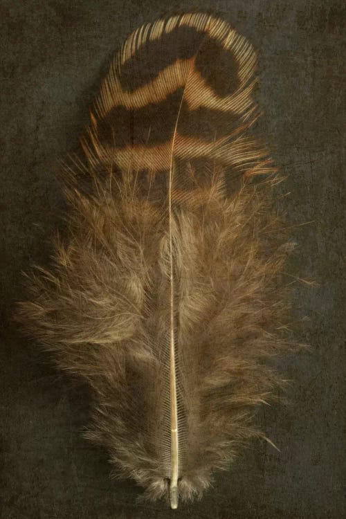 Pheasant Hen Feather