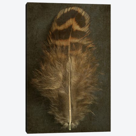 Pheasant Hen Feather Canvas Print #FEN38} by Alyson Fennell Canvas Art