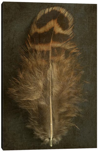 Pheasant Hen Feather Canvas Art Print - Alyson Fennell