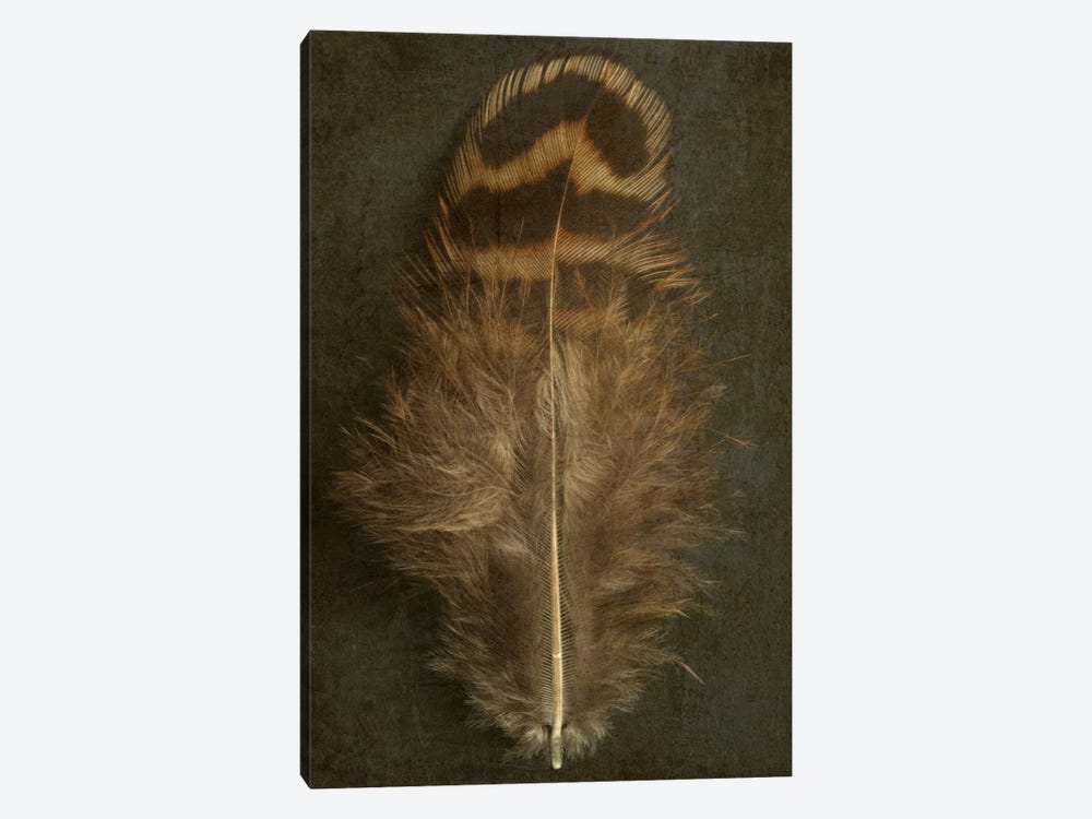 Pheasant Hen Feather by Alyson Fennell 1-piece Canvas Artwork