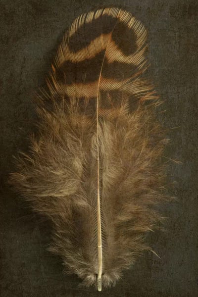 Alyson Fennell: Pheasant Hen Feather by Alyson Fennell