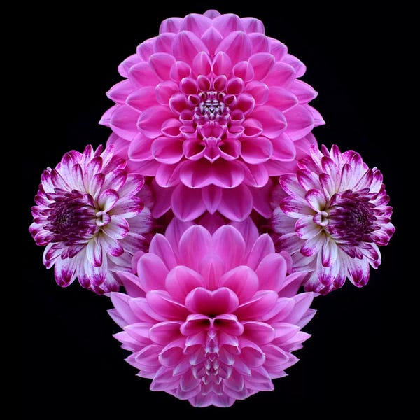 Dahlias: Pink Dahlia Mirror by Alyson Fennell
