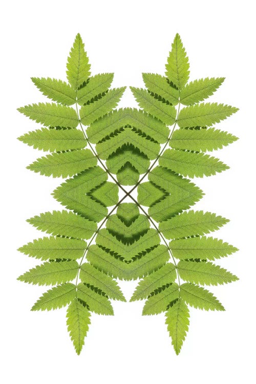 Ash Leaf Mirror