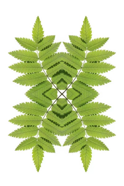 Alyson Fennell: Ash Leaf Mirror by Alyson Fennell