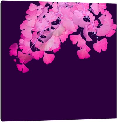 Pink Ginkgo Biloba I Canvas Art Print - Ginkgo Tree Art