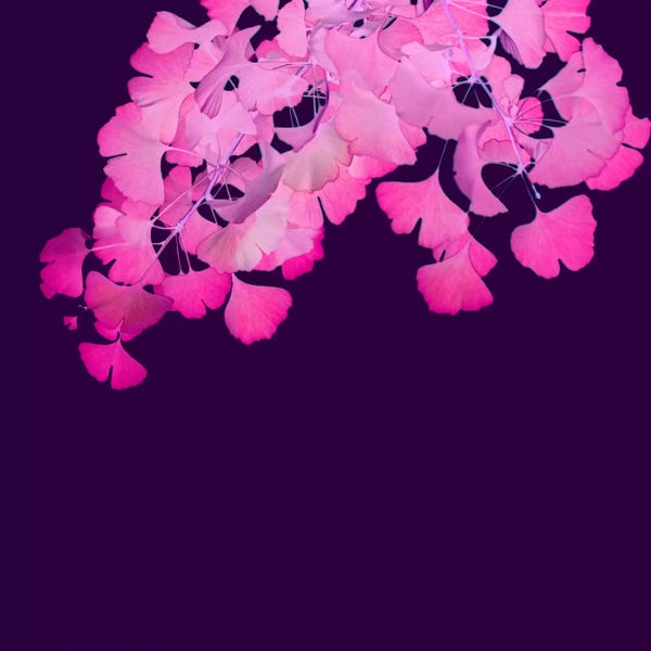 Ginkgo Trees: Pink Ginkgo Biloba I by Alyson Fennell
