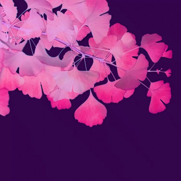 Ginkgo Trees: Pink Ginkgo Biloba II by Alyson Fennell