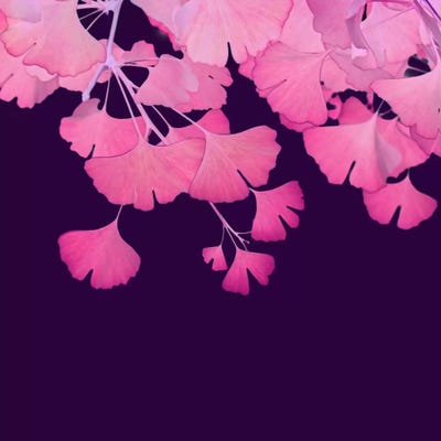 Pink Ginkgo Biloba III by Alyson Fennell acrylic art print