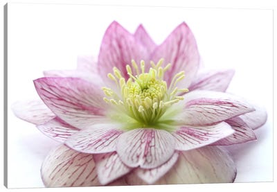 Pink Hellebore Flower Canvas Art Print - Macro Photography