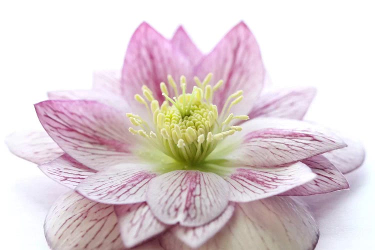 Pink Hellebore Flower