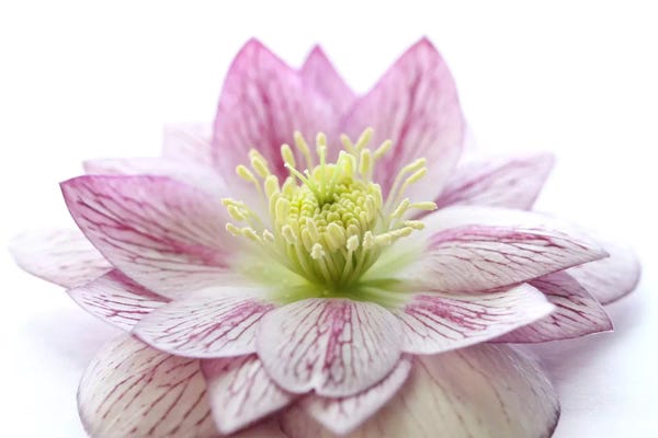 Alyson Fennell: Pink Hellebore Flower by Alyson Fennell