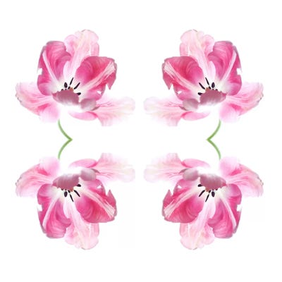 Pink Tulip Quad by Alyson Fennell canvas print