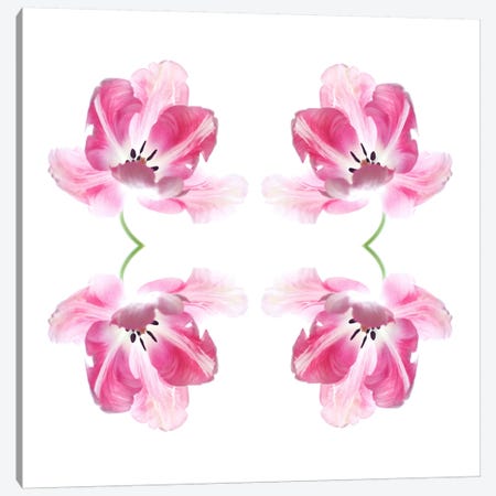 Pink Tulip Quad Canvas Print #FEN45} by Alyson Fennell Canvas Wall Art