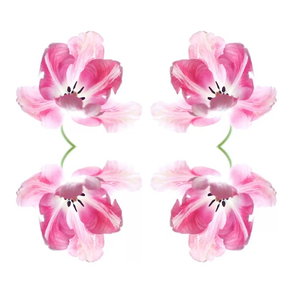 Alyson Fennell: Pink Tulip Quad by Alyson Fennell