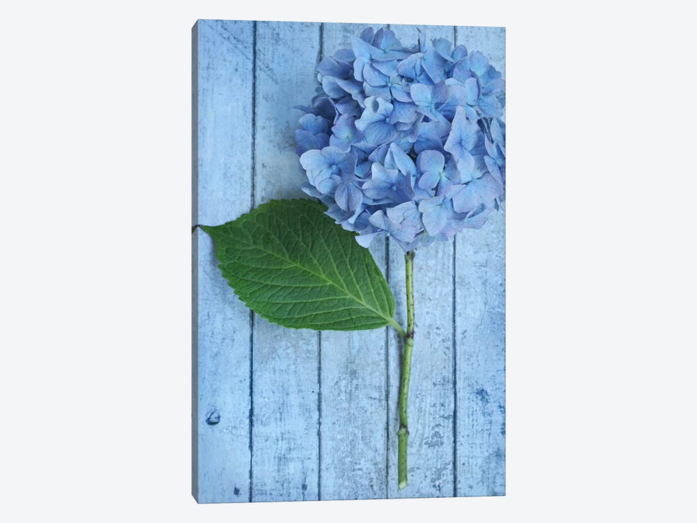 Powder Blue Hydrangea by Alyson Fennell 1-piece Canvas Print