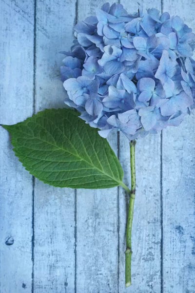 Hydrangeas: Powder Blue Hydrangea by Alyson Fennell