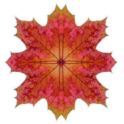 Red And Pink Maple Leaf Star I by Alyson Fennell canvas print