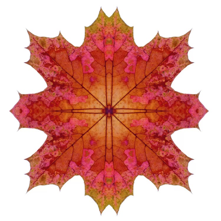 Red And Pink Maple Leaf Star I