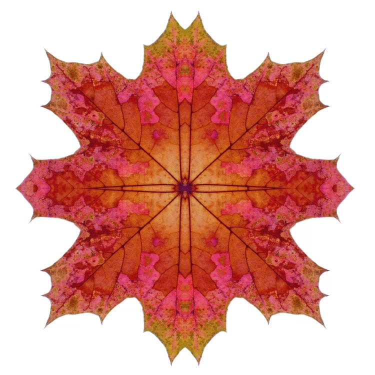 Red And Pink Maple Leaf Star I by Alyson Fennell wall art