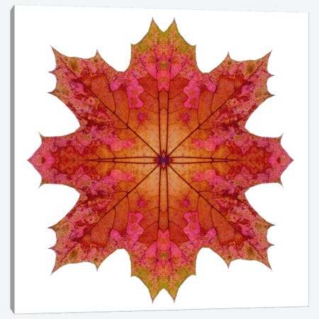 Red And Pink Maple Leaf Star I Canvas Print #FEN47} by Alyson Fennell Canvas Artwork