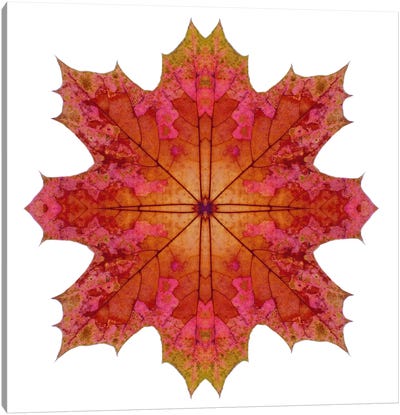 Red And Pink Maple Leaf Star I Canvas Art Print - Alyson Fennell