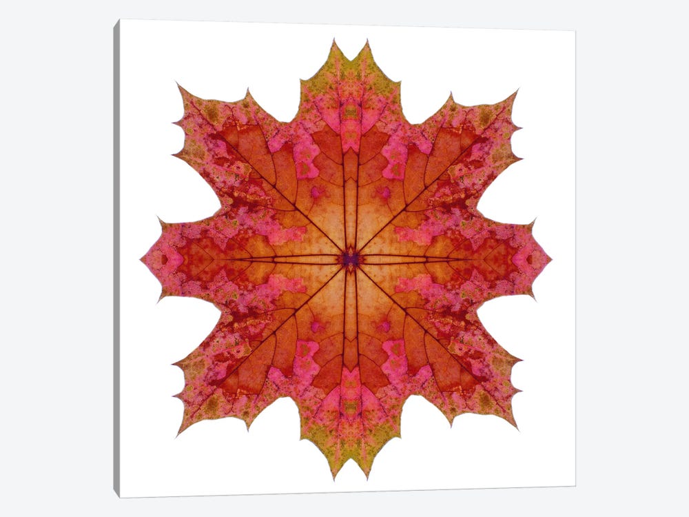 Red And Pink Maple Leaf Star I by Alyson Fennell 1-piece Canvas Artwork