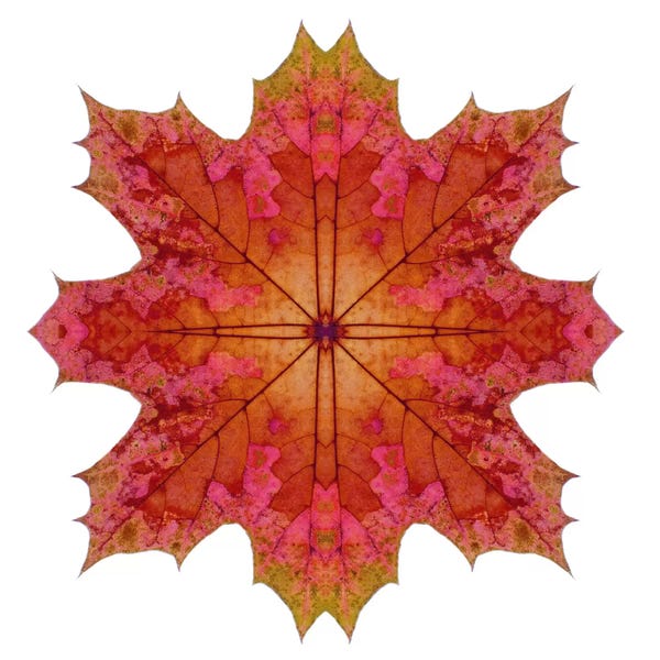 Alyson Fennell: Red And Pink Maple Leaf Star I by Alyson Fennell