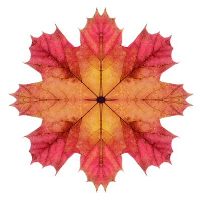 Red And Pink Maple Leaf Star II by Alyson Fennell acrylic art print