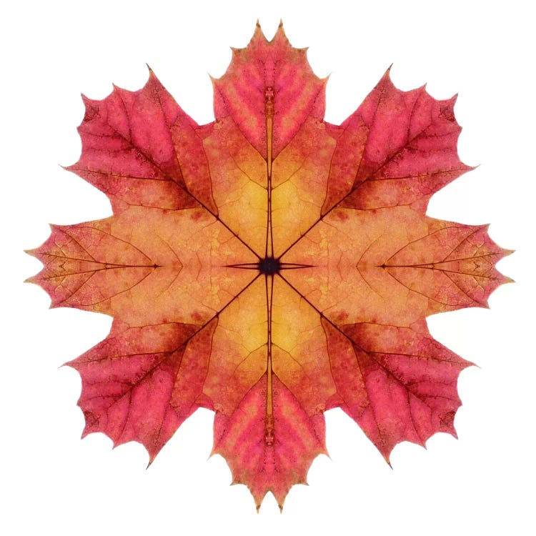 Red And Pink Maple Leaf Star II