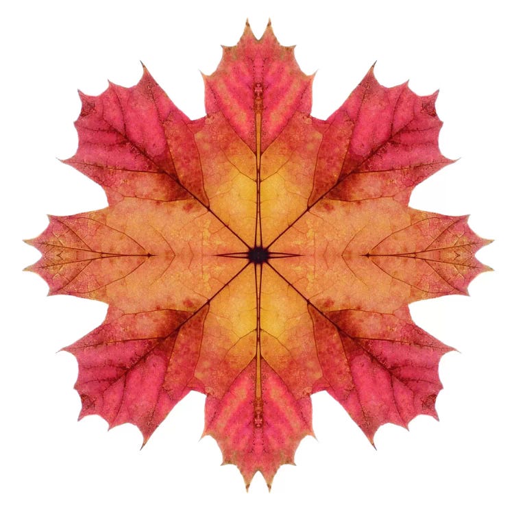 Red And Pink Maple Leaf Star II by Alyson Fennell wall art