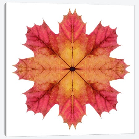 Red And Pink Maple Leaf Star II Canvas Print #FEN48} by Alyson Fennell Art Print