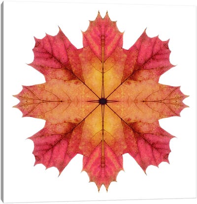 Red And Pink Maple Leaf Star II Canvas Art Print - Leaf Art