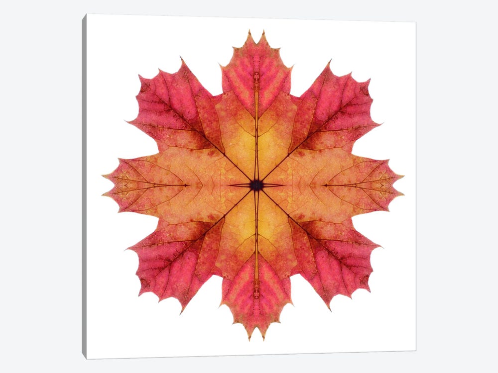 Red And Pink Maple Leaf Star II by Alyson Fennell 1-piece Canvas Art Print