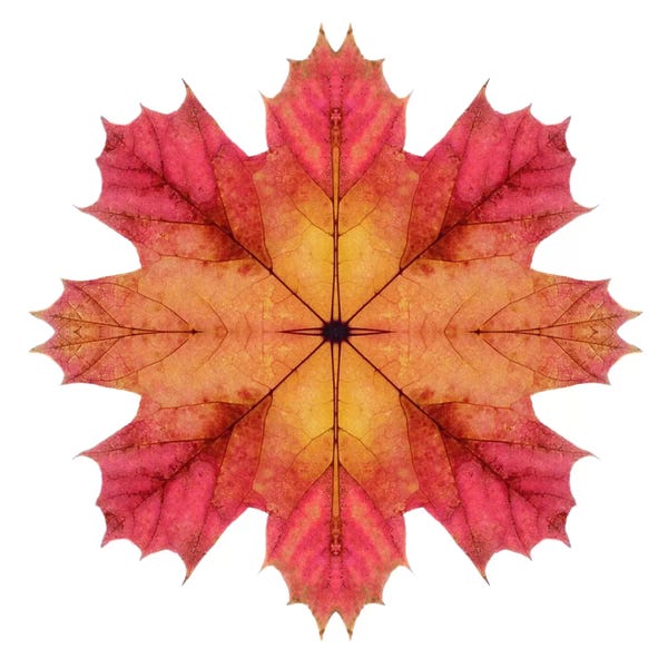 Alyson Fennell: Red And Pink Maple Leaf Star II by Alyson Fennell