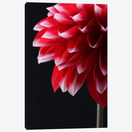 Red And White Dahlia Canvas Print #FEN49} by Alyson Fennell Art Print