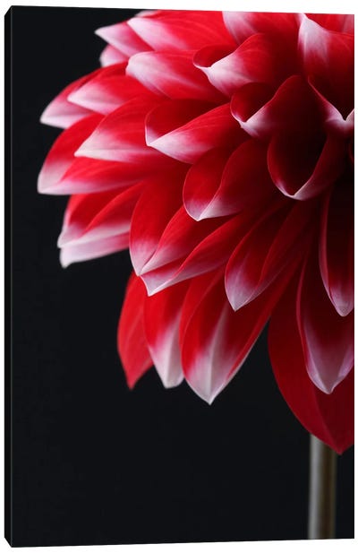Red And White Dahlia Canvas Art Print - Macro Photography
