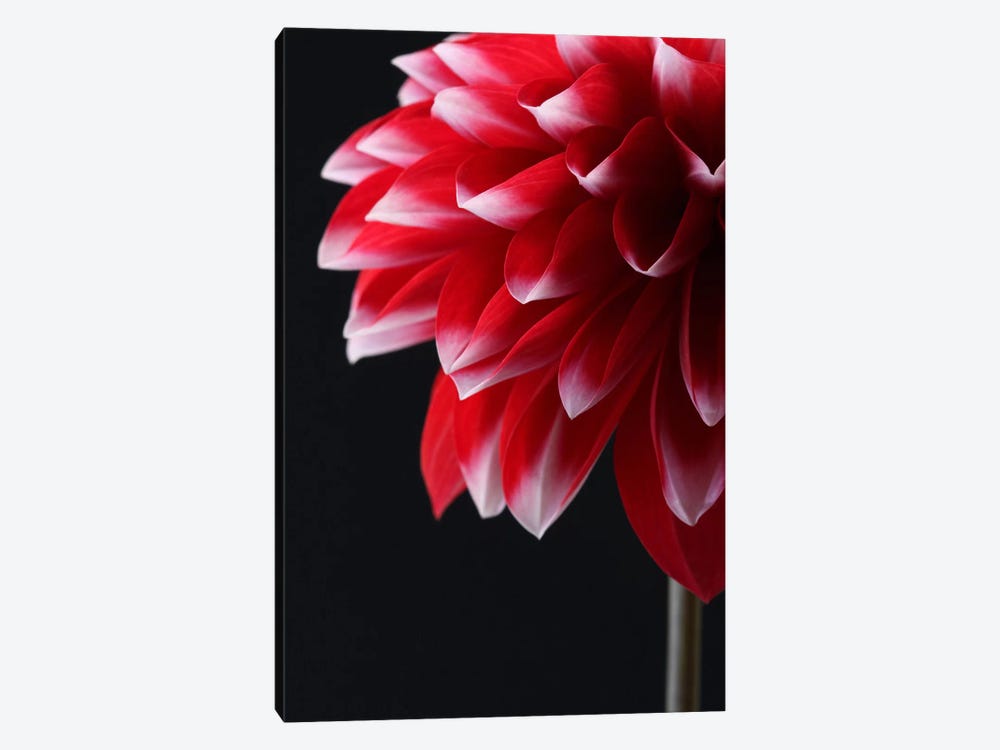 Red And White Dahlia by Alyson Fennell 1-piece Canvas Art