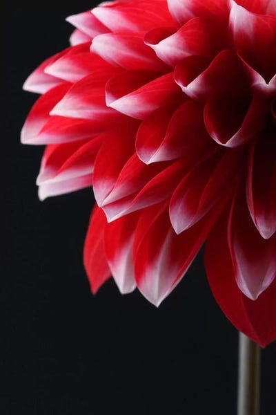 Dahlias: Red And White Dahlia by Alyson Fennell