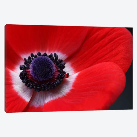 Red Anemone Canvas Print #FEN50} by Alyson Fennell Canvas Wall Art