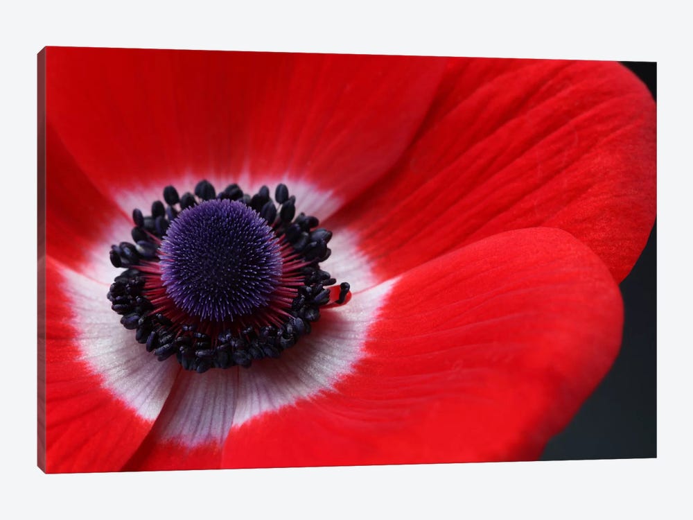 Red Anemone by Alyson Fennell 1-piece Canvas Wall Art