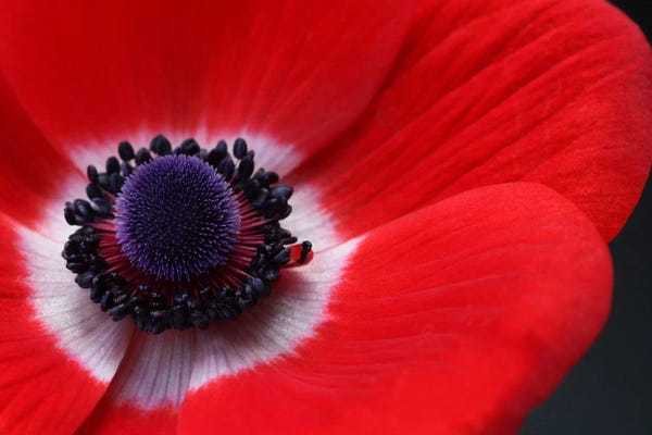 Anemones: Red Anemone by Alyson Fennell