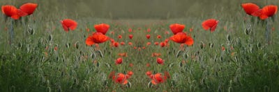 Red Poppy Field Symmetry by Alyson Fennell acrylic art print
