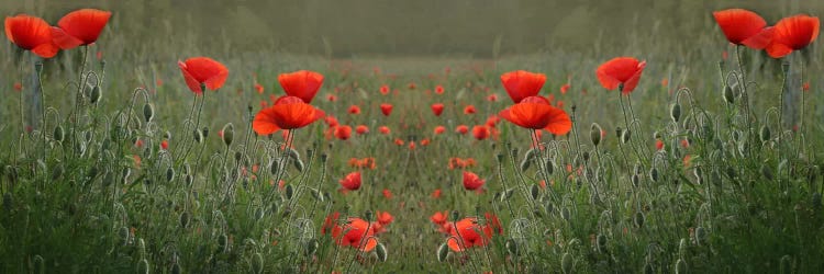 Red Poppy Field Symmetry