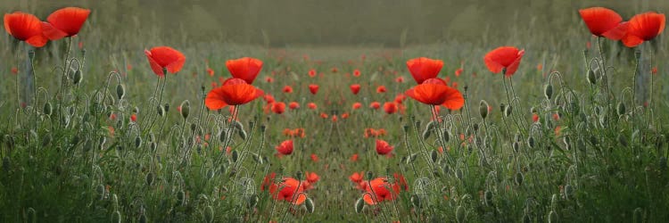 Red Poppy Field Symmetry