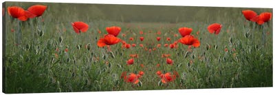 Red Poppy Field Symmetry Canvas Art Print - Alyson Fennell