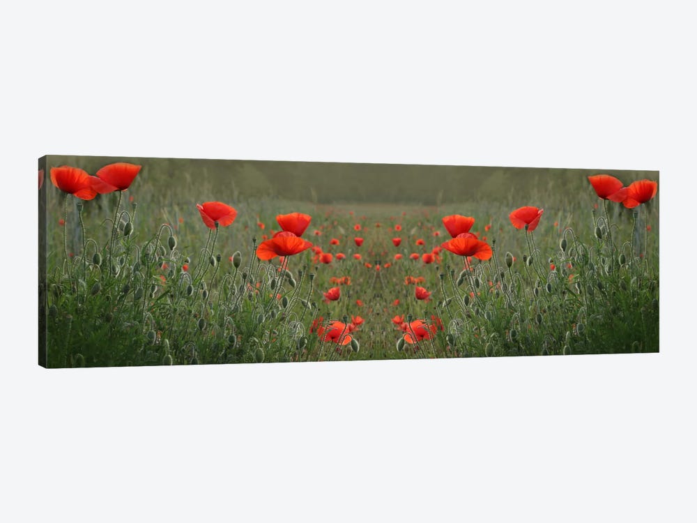 Red Poppy Field Symmetry by Alyson Fennell 1-piece Canvas Print