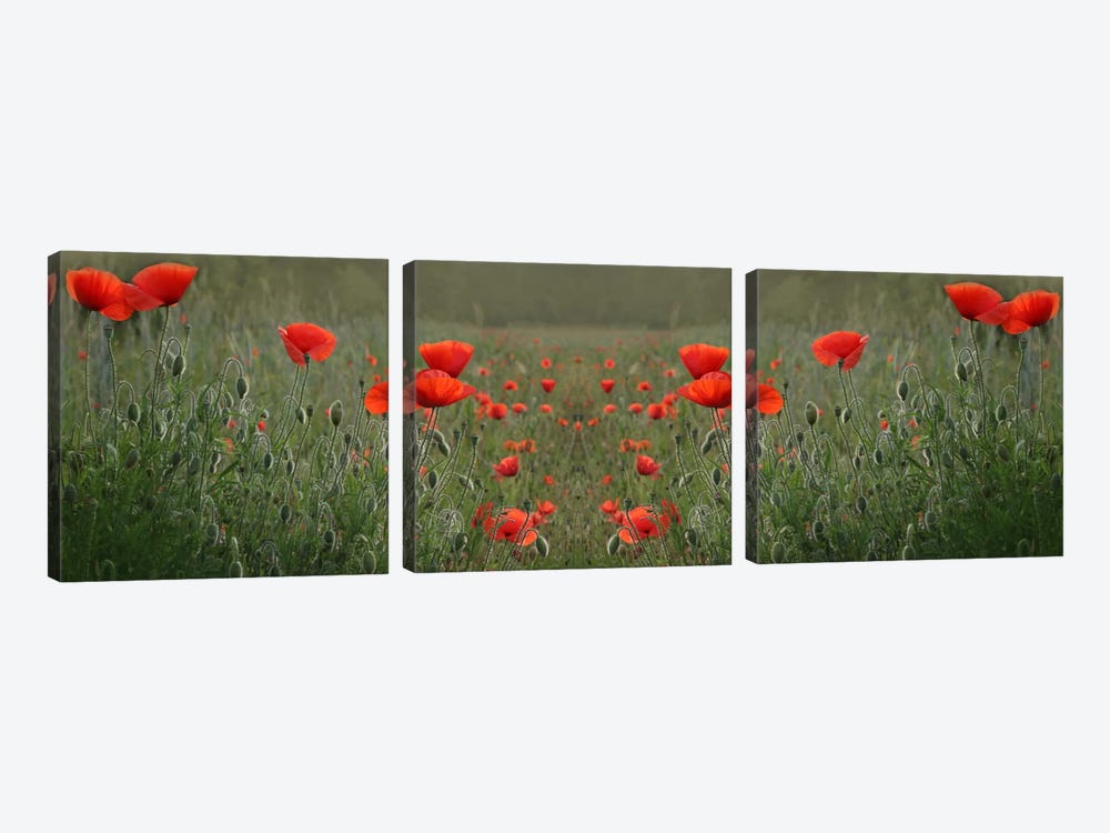 Red Poppy Field Symmetry by Alyson Fennell 3-piece Canvas Art Print