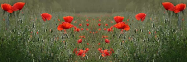 Alyson Fennell: Red Poppy Field Symmetry by Alyson Fennell