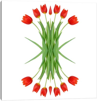 Red Tulip Mirror Canvas Art Print - Tulip Art
