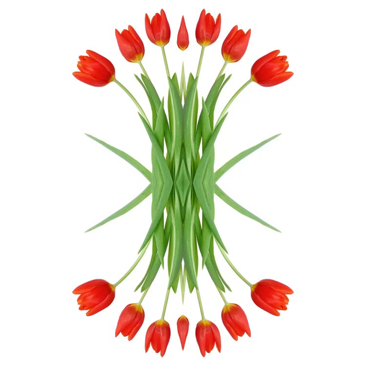 Red Tulip Mirror